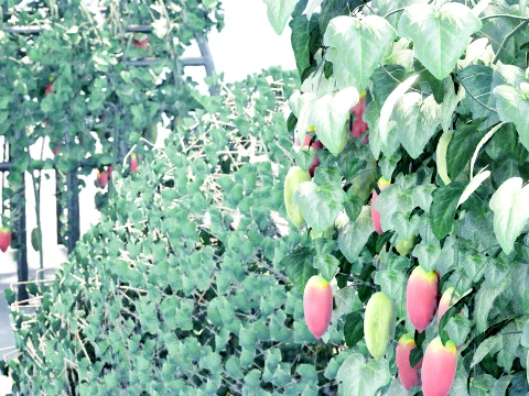 Ivy Gourd Coccinia grandis vegetables 3D Model