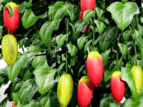Ivy Gourd Coccinia grandis vegetables 3D Model