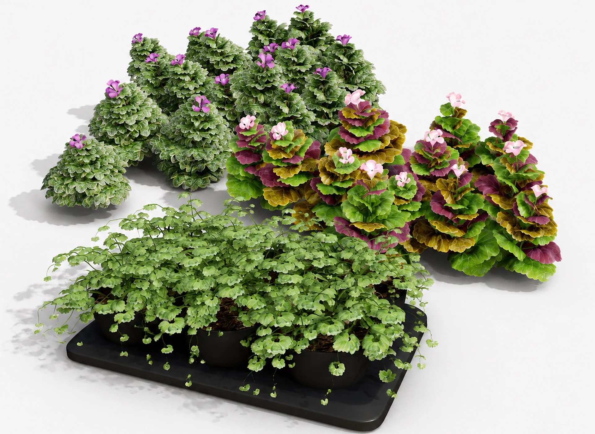 Ground Ivy Vegetable Pack 3D Model .c4d .max .obj .3ds .fbx .stl .blend 