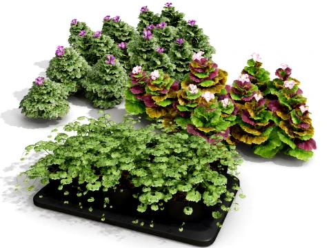 Ground Ivy Vegetable Pack 3D Model
