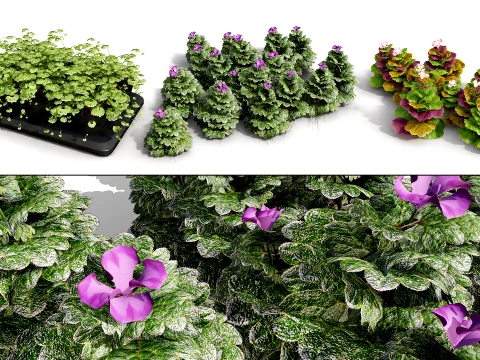 Ground Ivy Vegetable Pack 3D Model