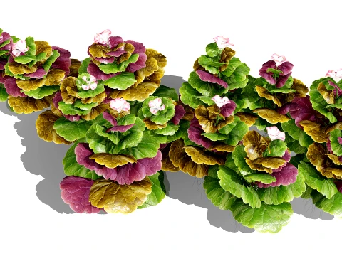 Ground Ivy Vegetable Pack 3D Model