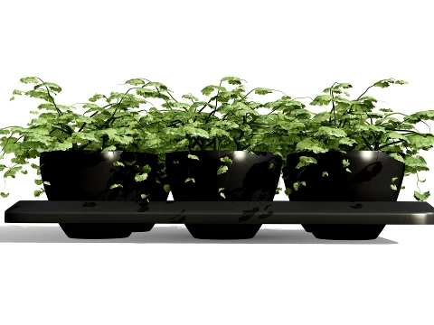 Ground Ivy Vegetable Pack 3D Model