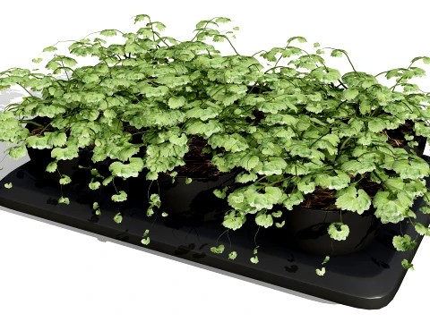 Ground Ivy Vegetable Pack 3D Model