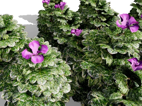 Ground Ivy Vegetable Pack 3D Model