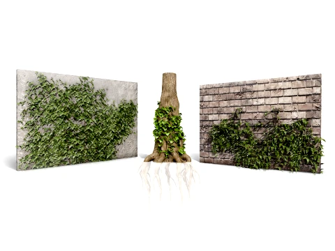 Ivy Plants Collection 01 3D Model