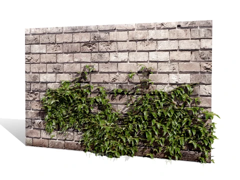 Ivy Plants Collection 01 3D Model