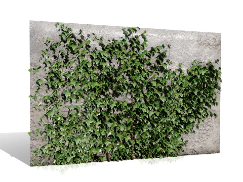 Ivy Plants Collection 01 3D Model