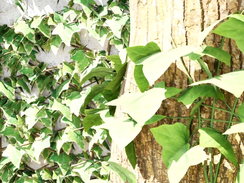 Ivy Plants Collection 01 3D Model