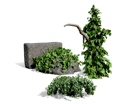 Ivy Plants Collection 02 3D Модель