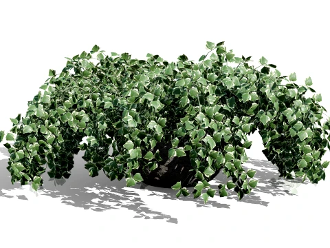 Ivy Plants Collection 02 3D Model