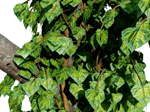 Ivy Plants Collection 02 3D Model