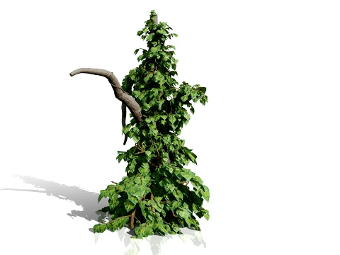 Ivy Plants Collection 02 3D Model