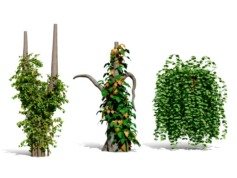 Ivy Plants Collection 03 3D Модель