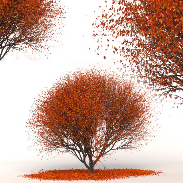 red maple 3D Модель .c4d .max .obj .3ds .fbx .stl .blend 