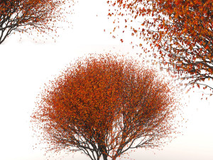red maple 3D Модель