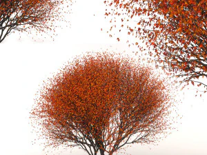 червоний клен 3D Модель