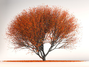red maple 3D Модель