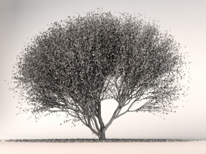 red maple 3D Модель