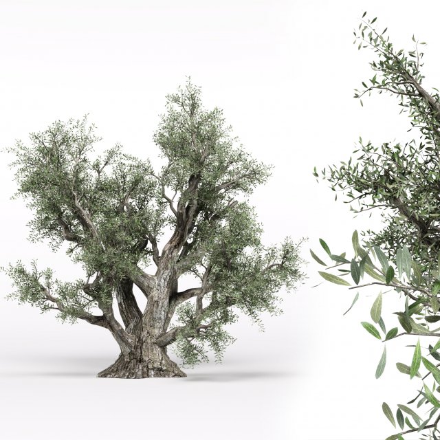 olive tree 3D Модель .c4d .max .obj .3ds .fbx .stl .blend 