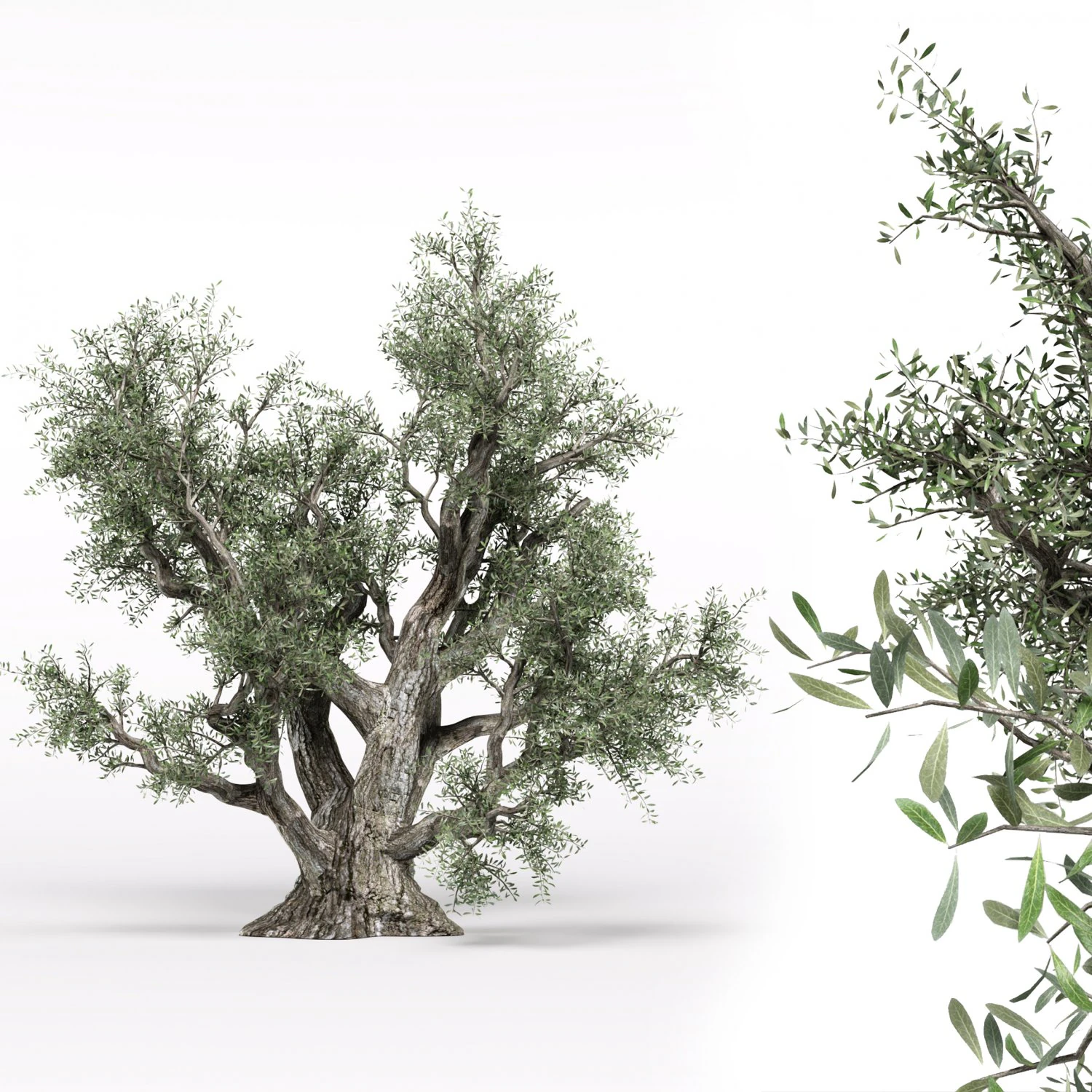 olive tree 3D Model .c4d .max .obj .3ds .fbx .stl .blend 