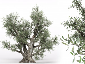 olive tree Modelo 3D
