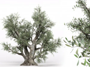 оливкове дерево 3D Модель