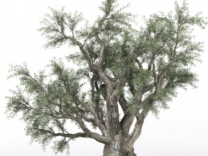 olive tree 3D Модель