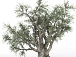 olive tree 3D Model