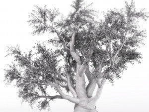 olive tree 3D Модель