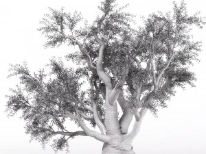 olive tree 3D Model