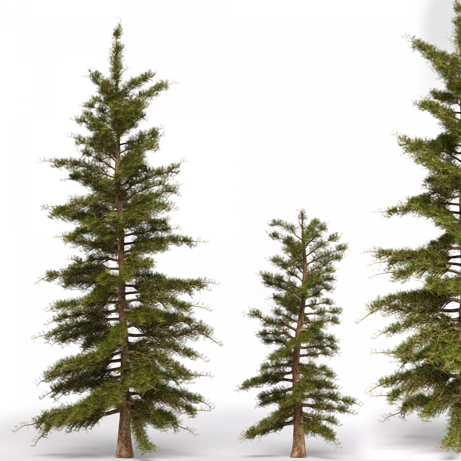 pine tree 3D Model .c4d .max .obj .3ds .fbx .stl .blend 