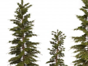 сосна 3D Модель