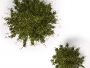 pine tree 3D Model