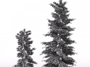 pine tree 3D Model