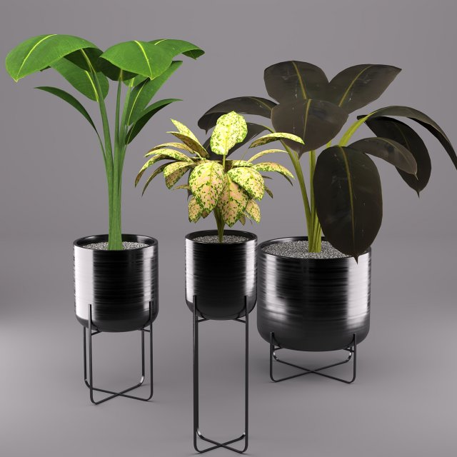 indoors plants 3D 모델 .c4d .max .obj .3ds .fbx .stl .blend 