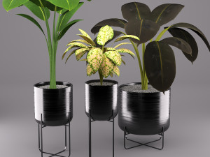 indoors plants Modelo 3D
