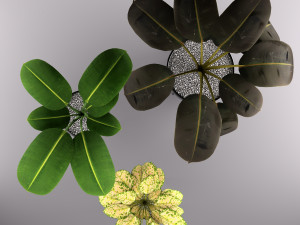 indoors plants 3D 모델