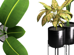 indoors plants 3D 모델