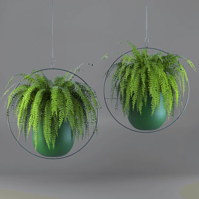 nephrolepis exaltata 3D Model .c4d .max .obj .3ds .fbx .stl .blend