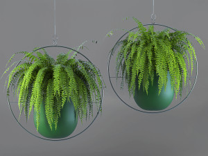 nephrolepis exaltata Modèle 3D