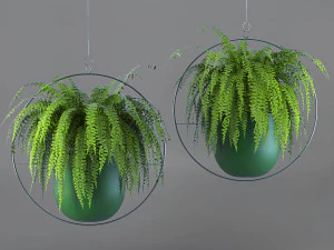 nefrolepis exaltata Modelo 3D