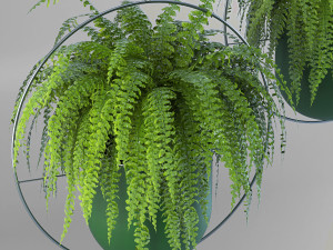 nephrolepis exaltata 3D Model