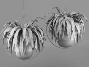nephrolepis exaltata 3D Model