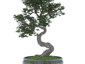 bonsai 3D Модель