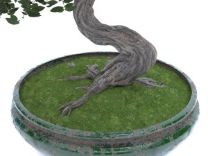 бонсай 3D Модель