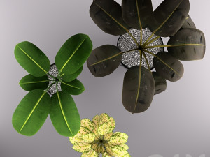 indoor plants 3D Модель