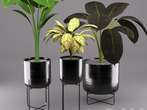 indoor plants 3D Модель