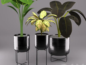 комнатные растения 3D Модель