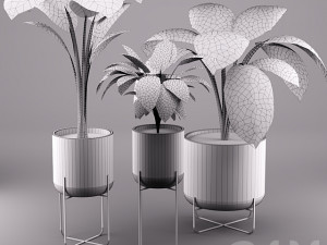 indoor plants 3D Модель